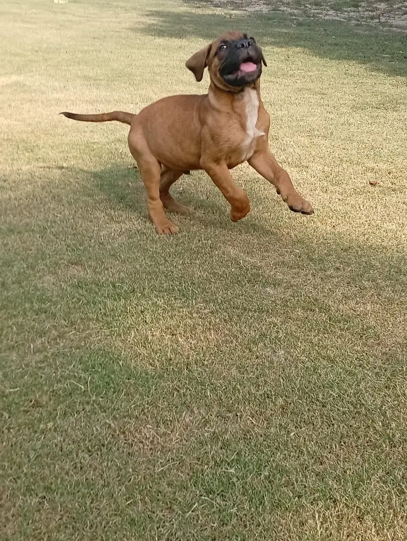 Bull mastiff puppies are available for sale — photo 3