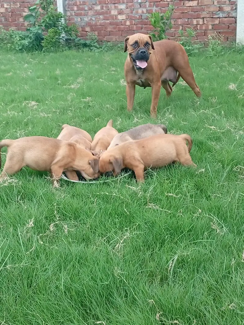 Bull mastiff puppies are available for sale — photo 4