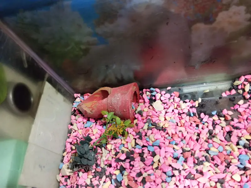 Fish aquarium 3 feet width — photo 3