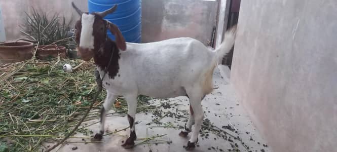 Kamori Doodh Wali Bakri – 1.5 Pao Subah + 1.5 Pao Raat | Fixed Price