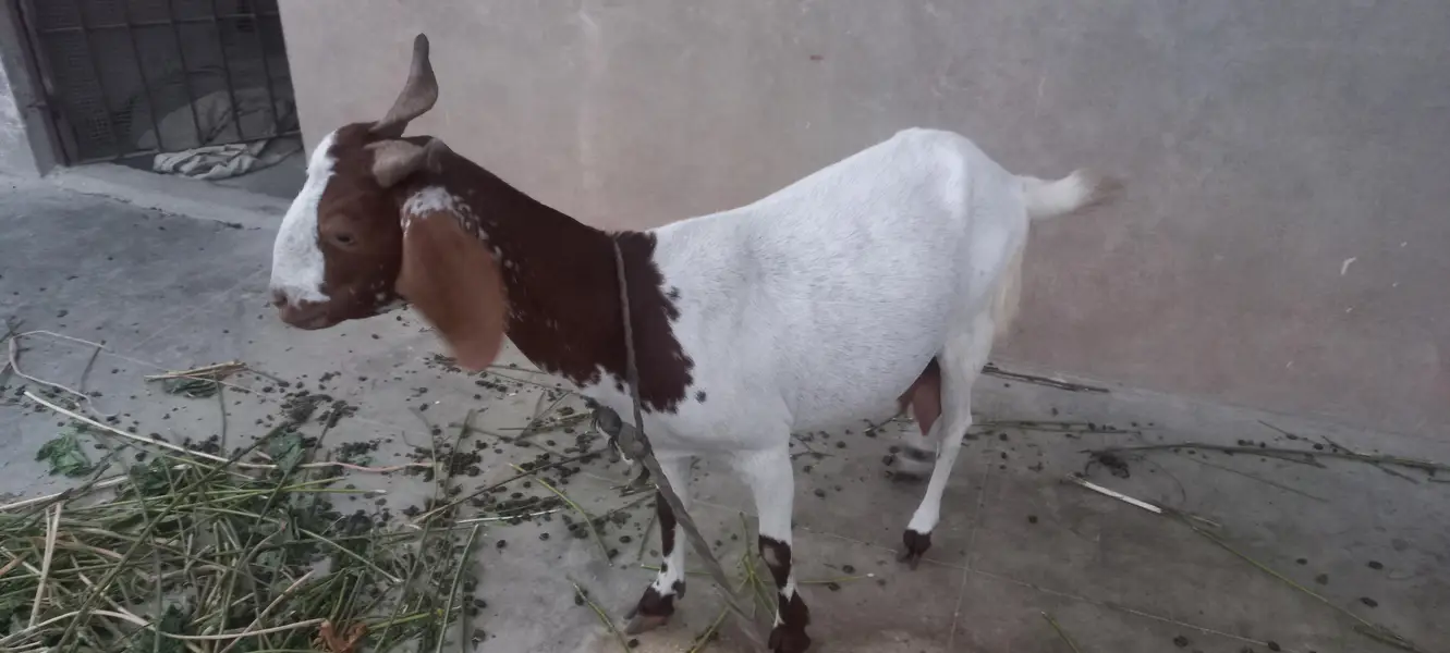 Kamori Doodh Wali Bakri – 1.5 Pao Subah + 1.5 Pao Raat | Fixed Price — photo 3