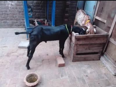 makhni cheni path & nagri bakri for sale