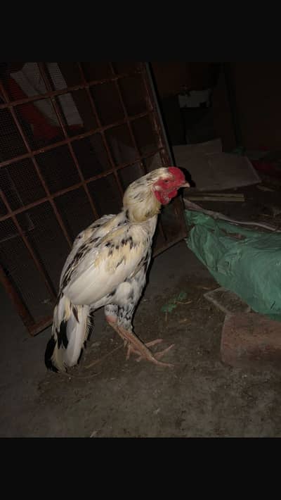 Aseal murgha murgi or bachy