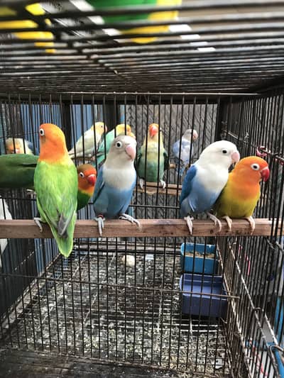 Lovebirds