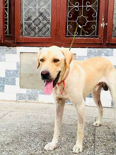 dog is best all vecenation complete