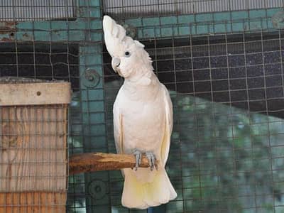 Ducrop Cockatoo