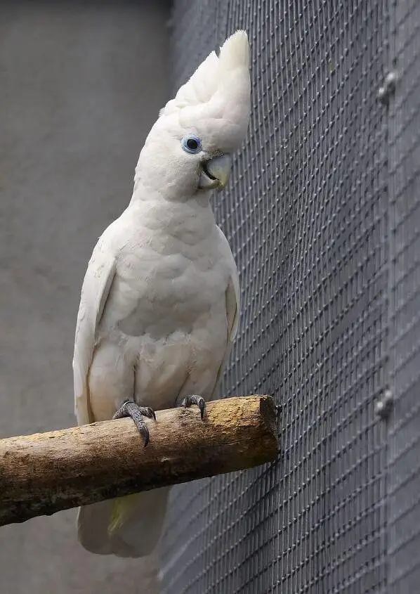 Ducrop Cockatoo — photo 3