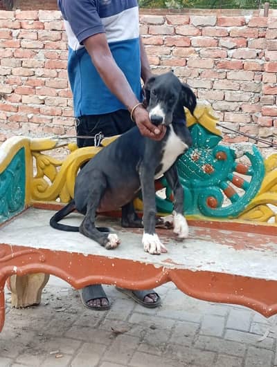 Great Dane female pupp available for sale