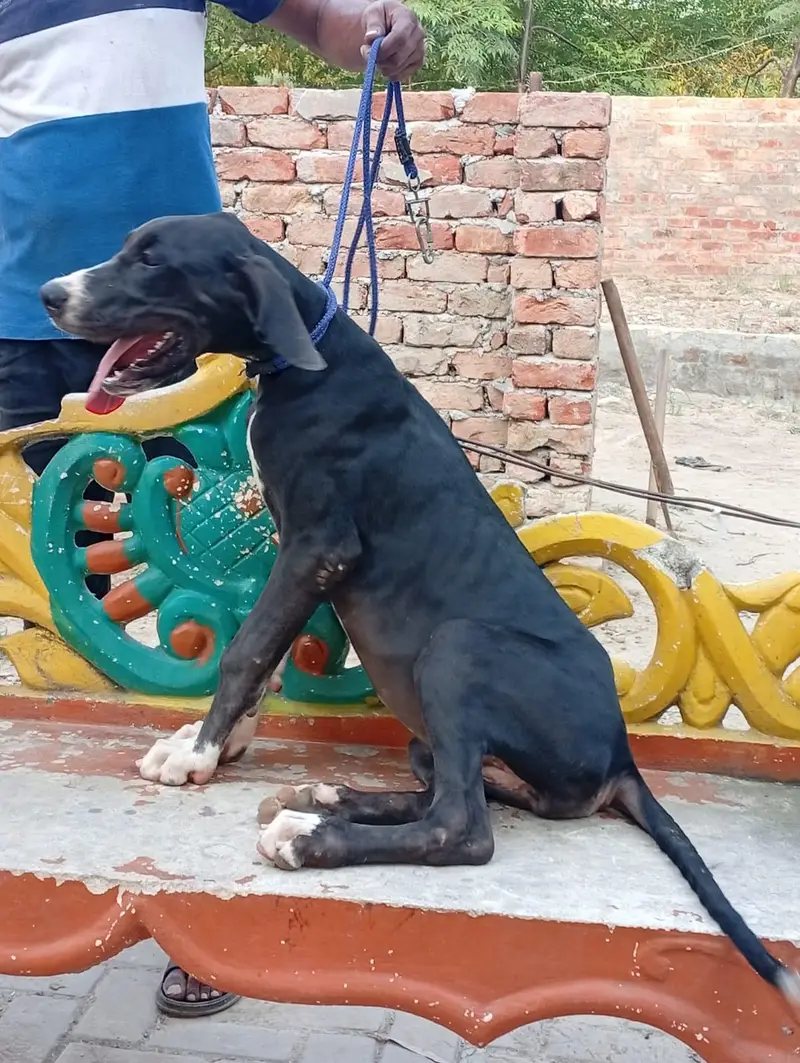 Great Dane female pupp available for sale — photo 2