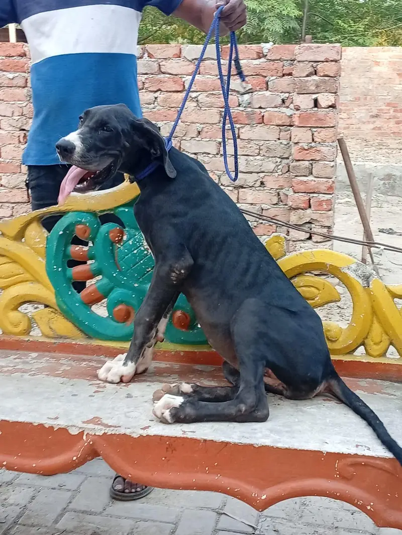 Great Dane female pupp available for sale — photo 3