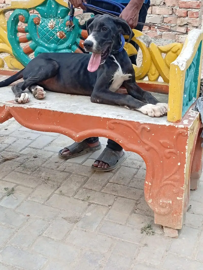 Great Dane female pupp available for sale — photo 4