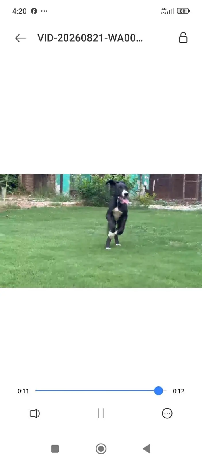 Great Dane female pupp available for sale — photo 5