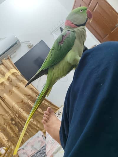 Raw parrot Male