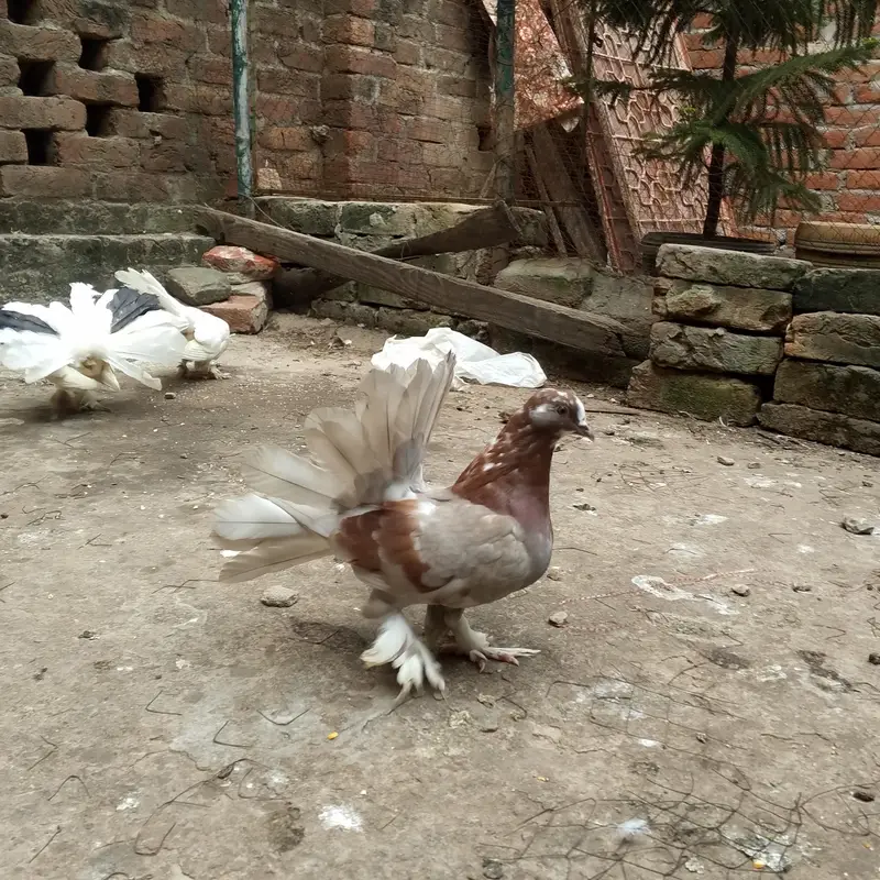 beautiful lukay pair