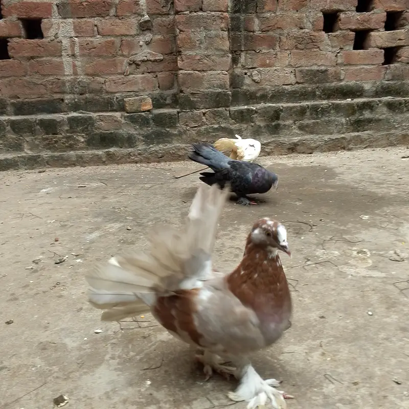 beautiful lukay pair — photo 2