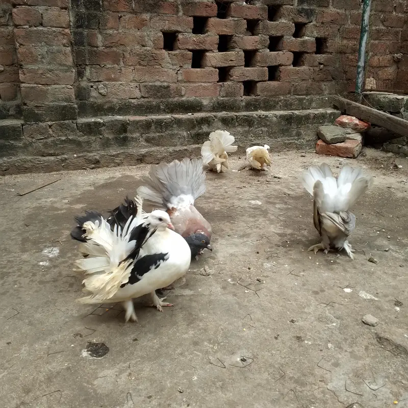 beautiful lukay pair — photo 3