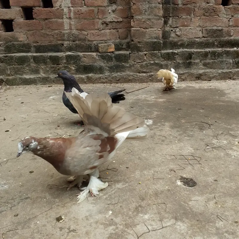 beautiful lukay pair — photo 4