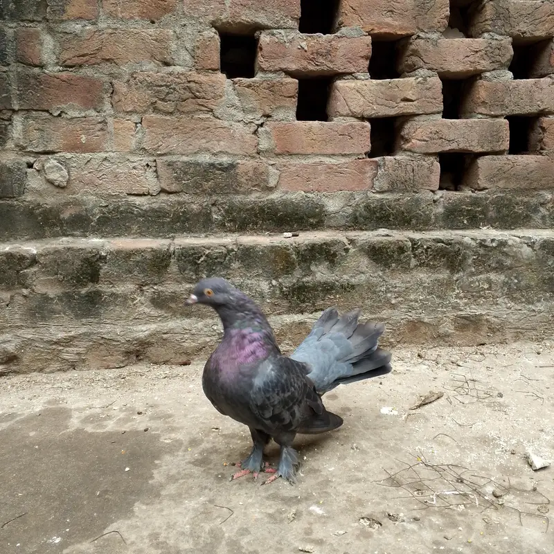 beautiful lukay pair — photo 6