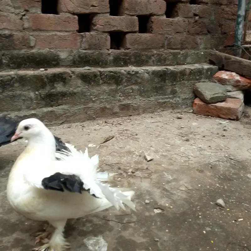 beautiful lukay pair — photo 7