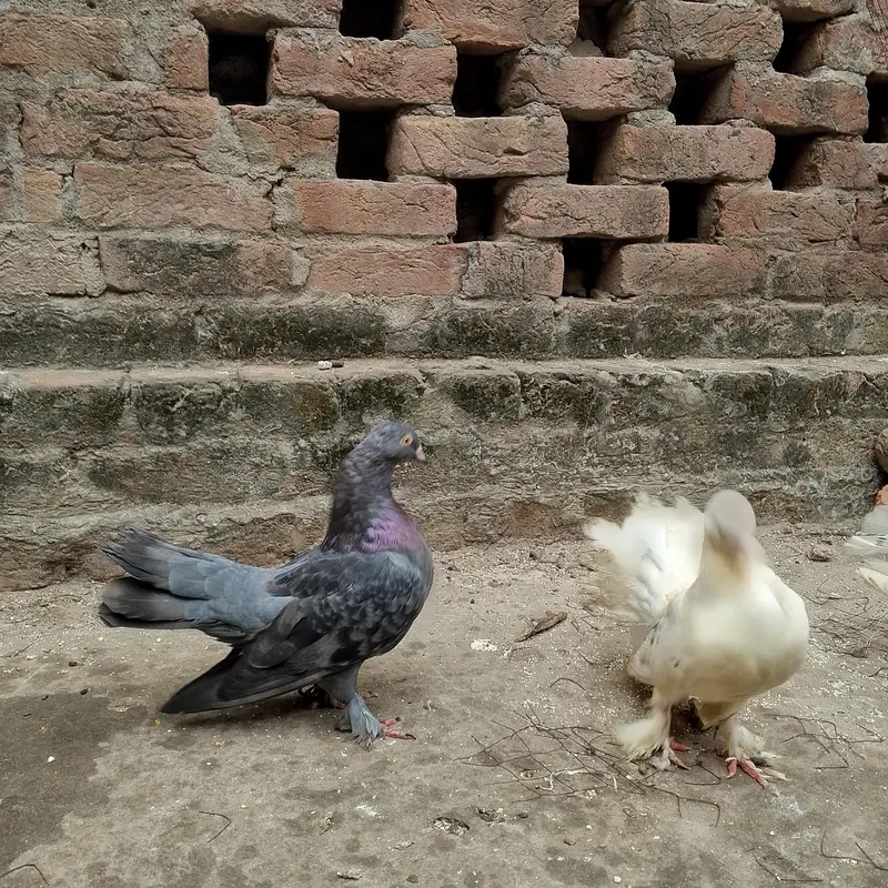 beautiful lukay pair — photo 8