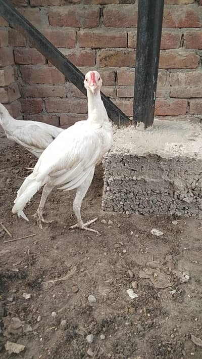 White heera aseel