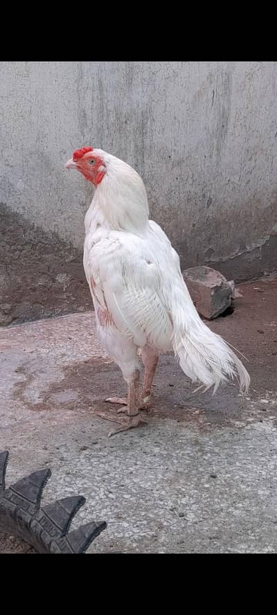 aseel murga