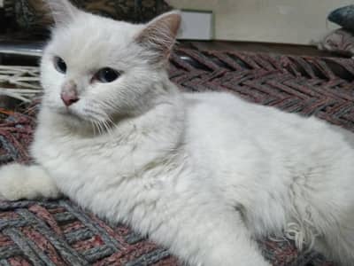 Persian female cat
