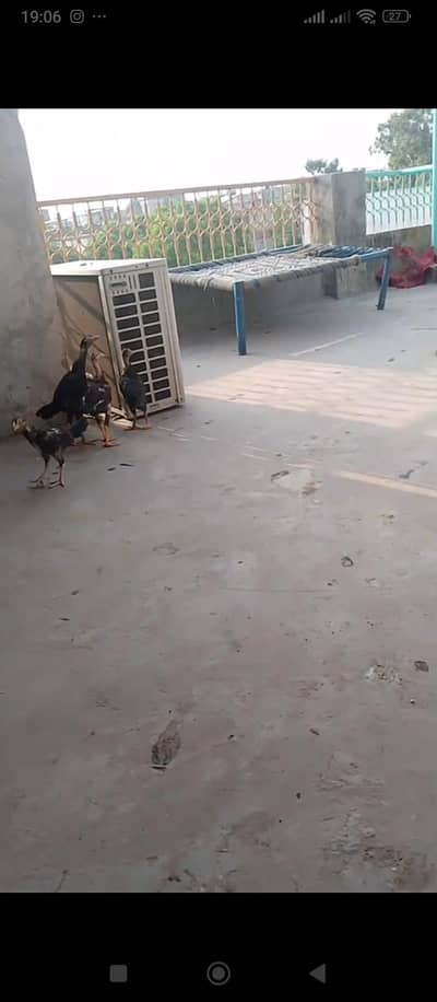 pak aseel phati phatta
