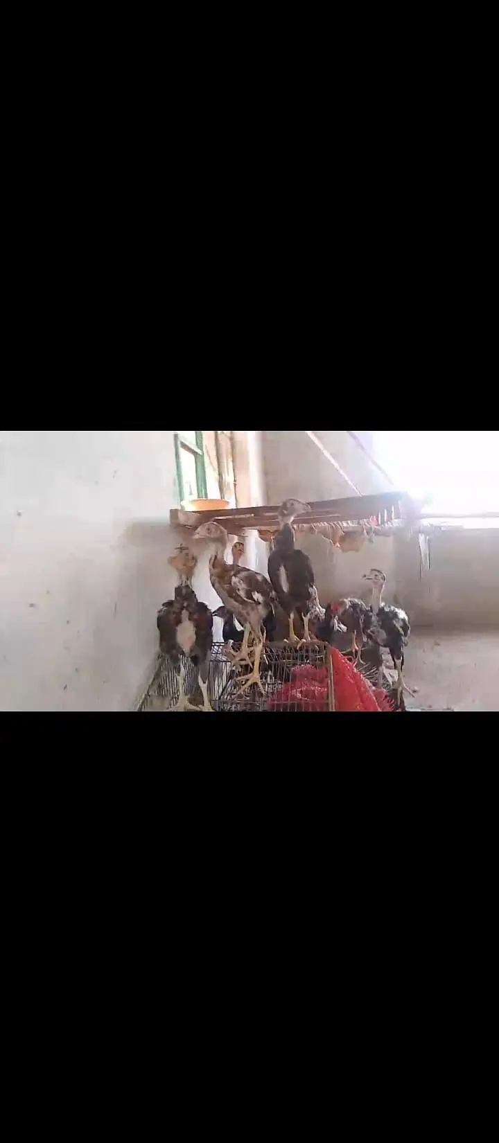 pak aseel phati phatta — photo 4