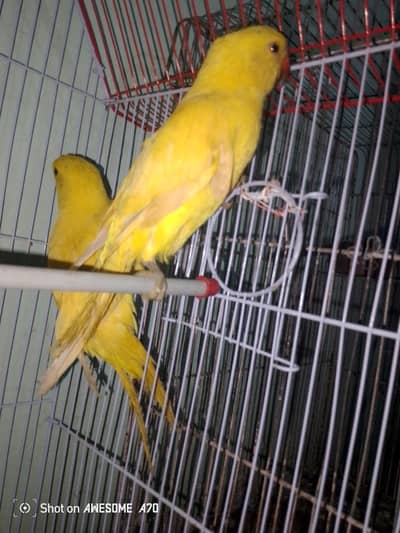 yellow ringneck