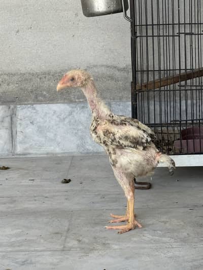 Thai pakoy pure breed garantee