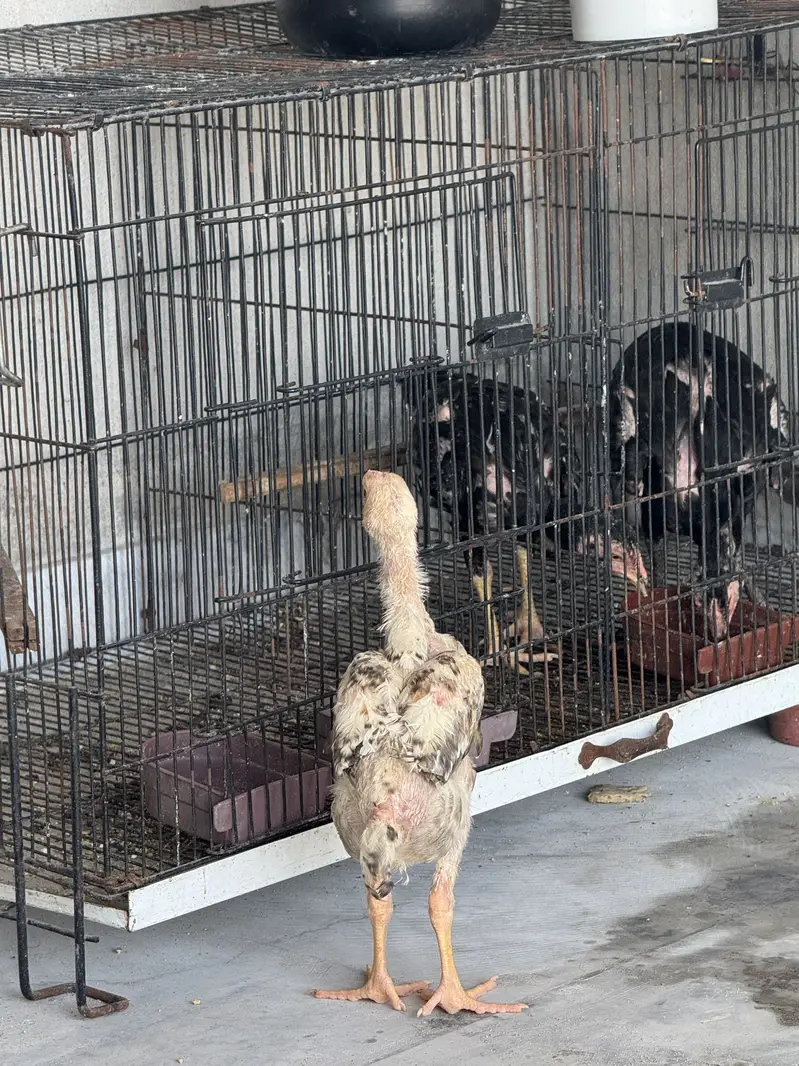 Thai pakoy pure breed garantee — photo 2