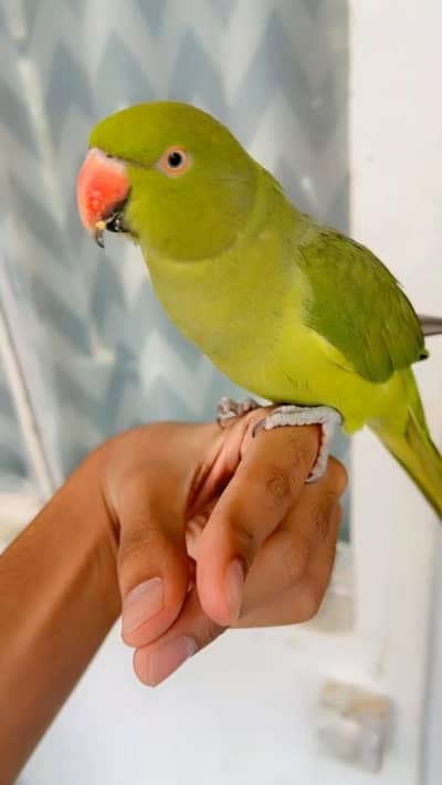 ring neck tame talking