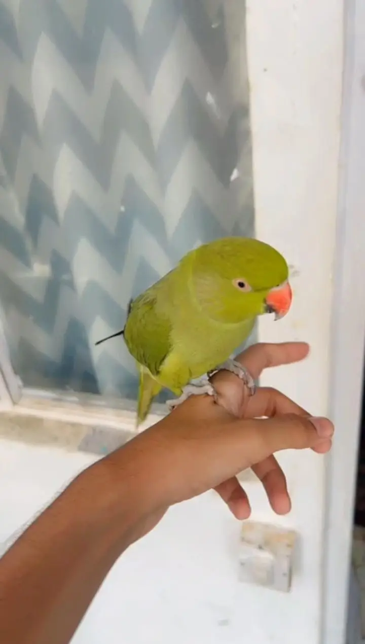 ring neck tame talking — photo 2