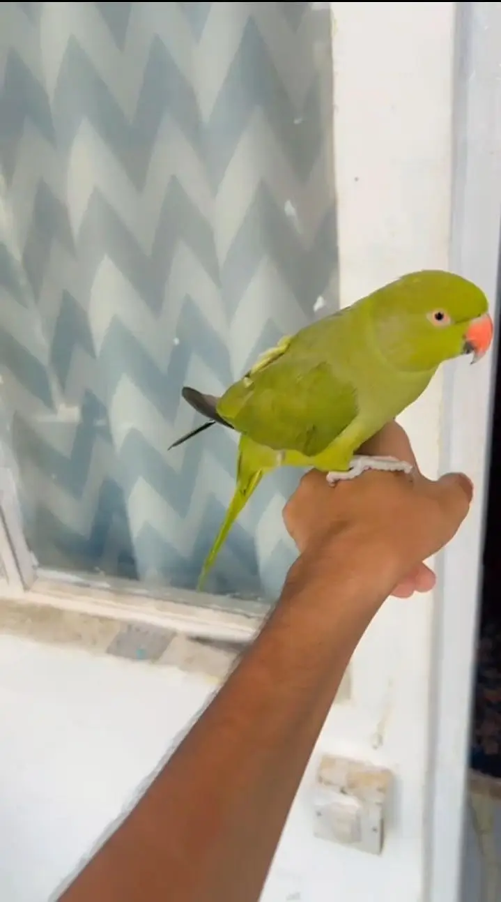ring neck tame talking — photo 3