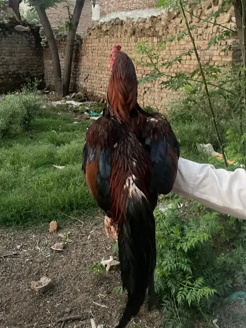 aseel murga — photo 2