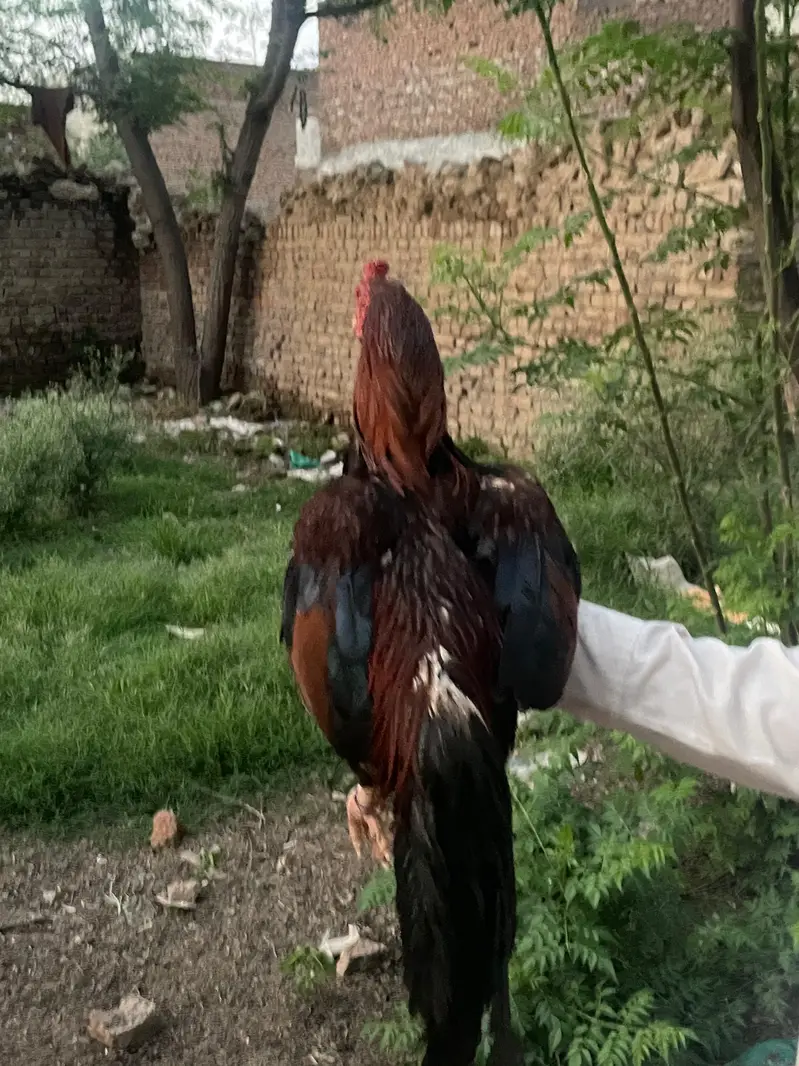 aseel murga — photo 3