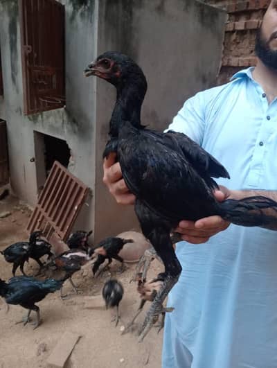 Thai Aseel | Panus Pakoye Breed | Pakoye Aseel Hen | Thai Chicks