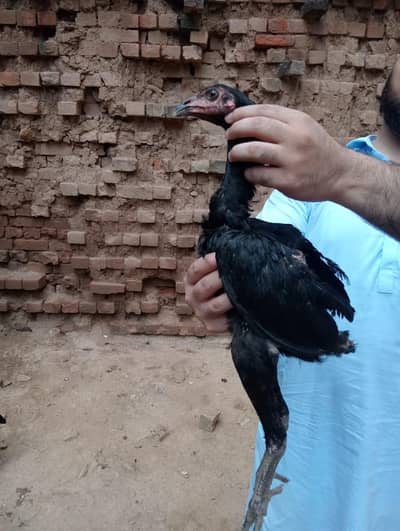 Thai Aseel | Panus Pakoye Breed | Pakoye Aseel Hen | Thai Chicks