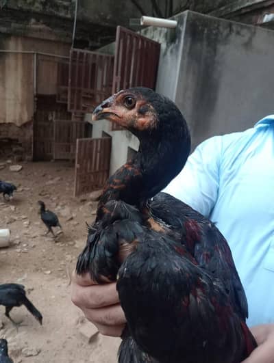 Thai Aseel | Panus Pakoye Breed | Pakoye Aseel Hen | Thai Chicks