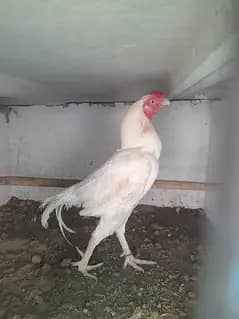aseel murga 1