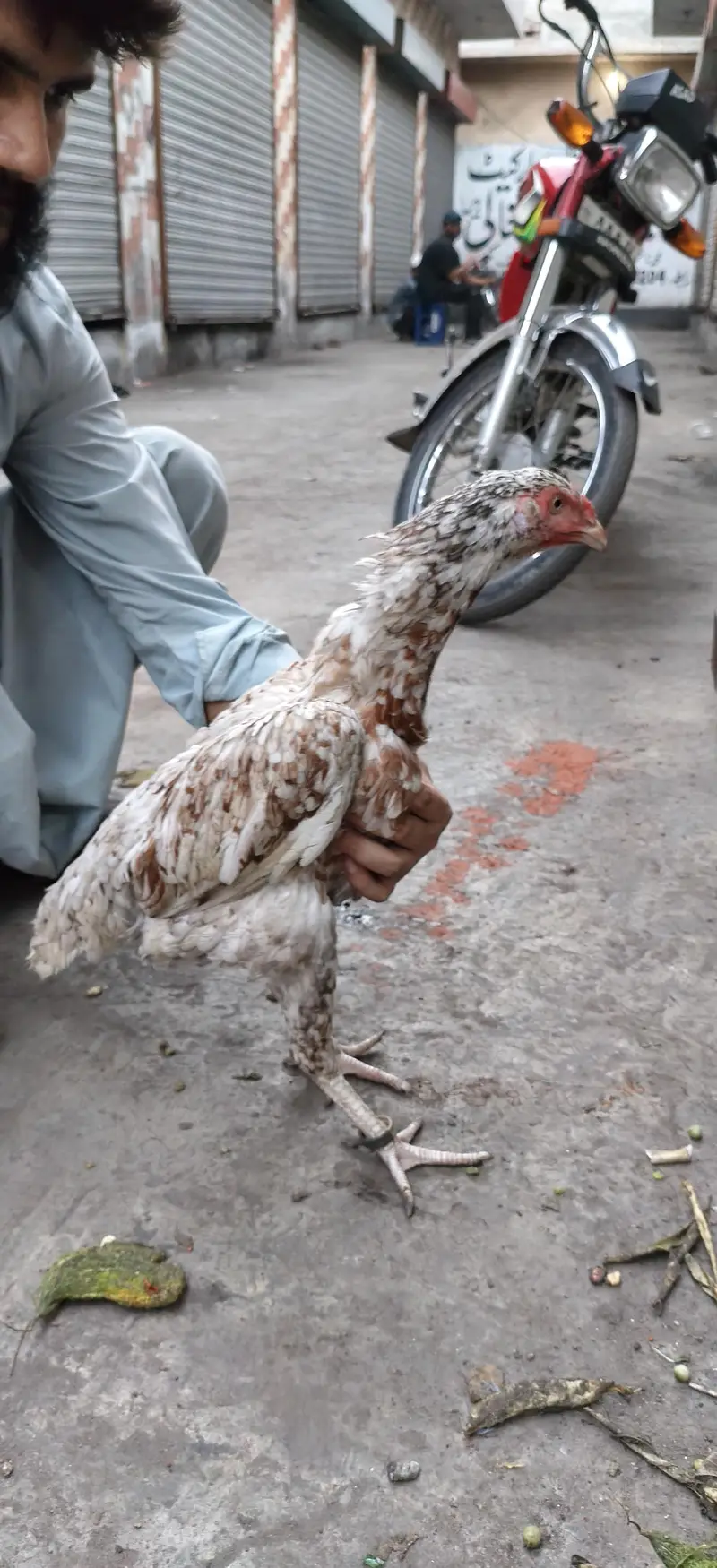 ando k lia tyar ha — photo 2