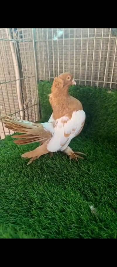 pigeons