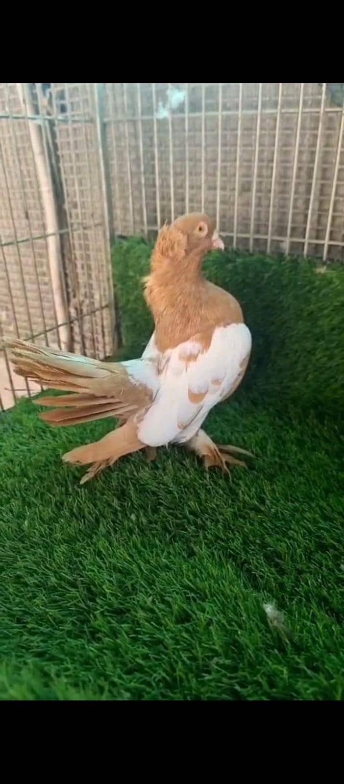 pigeons 0