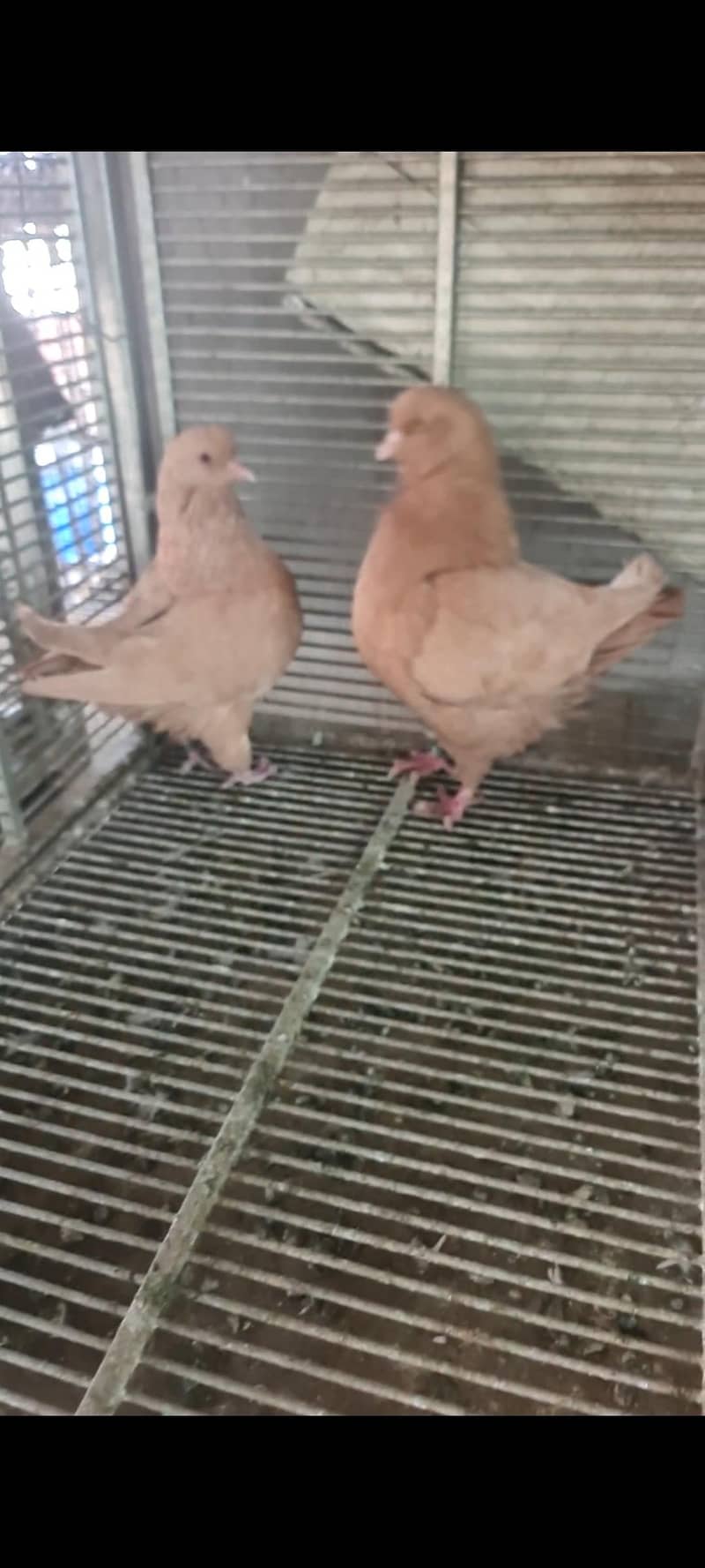 pigeons 5
