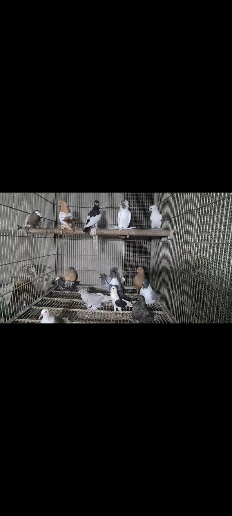 pigeons 7
