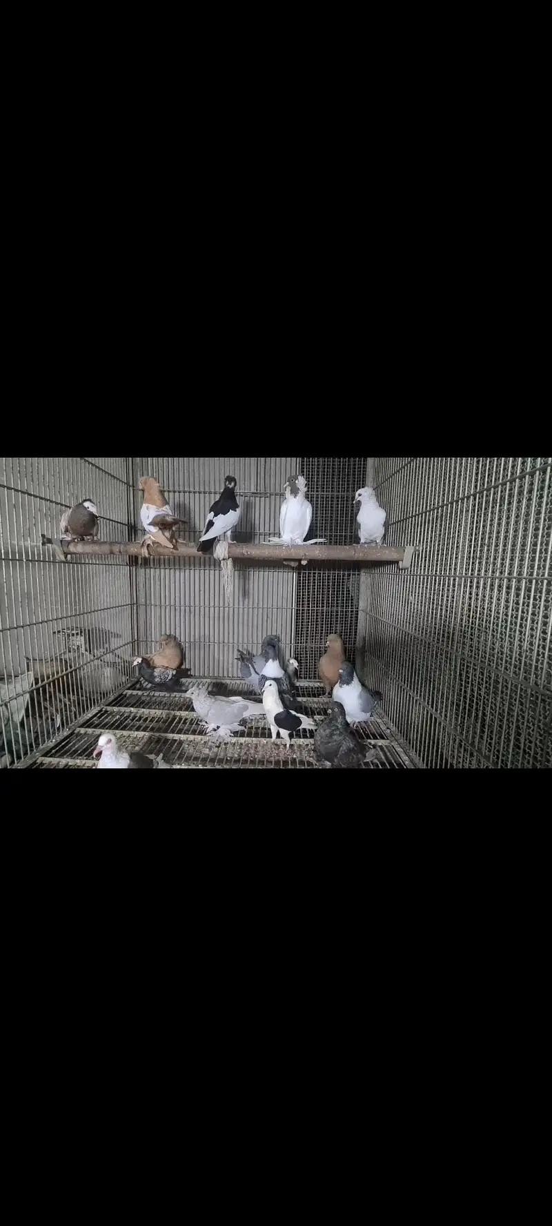 pigeons — photo 8
