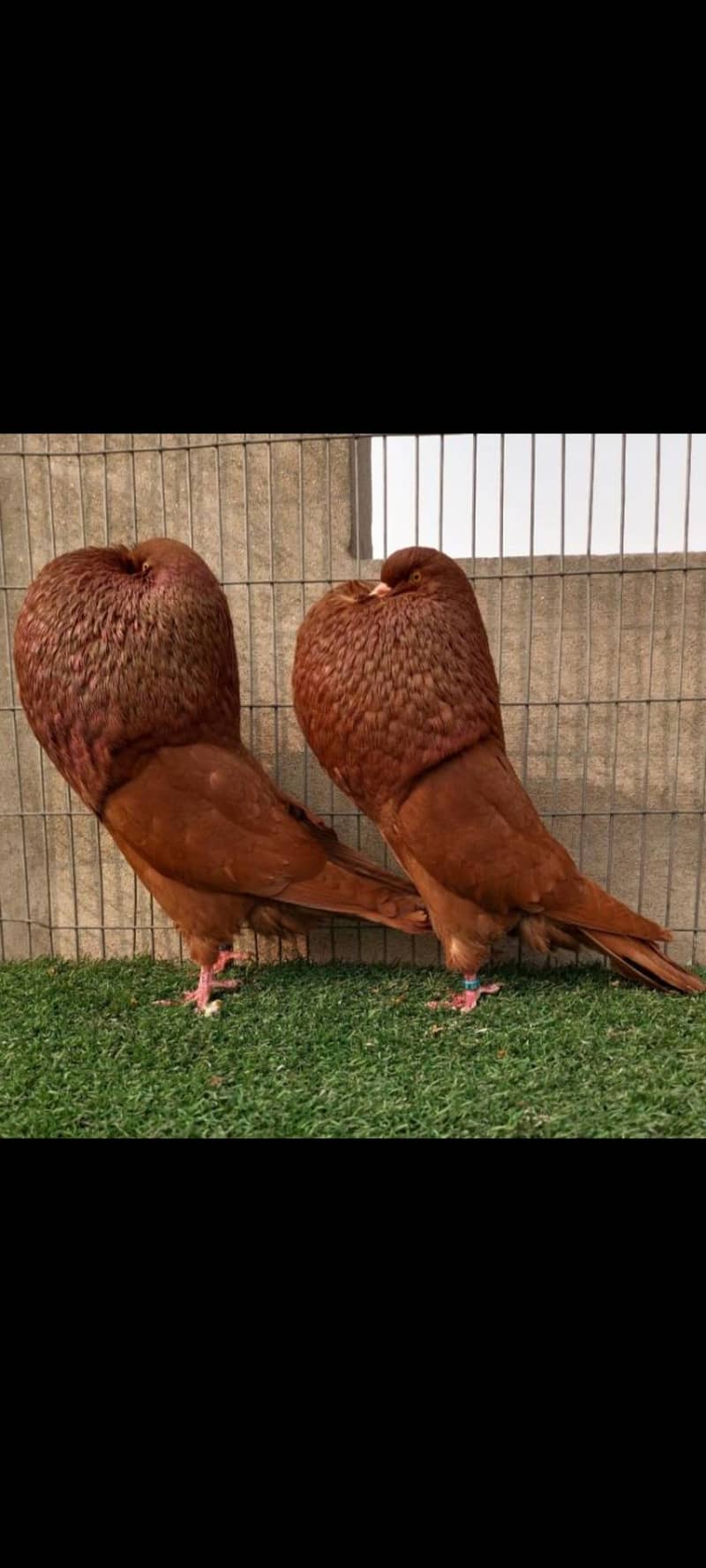 pigeons 9