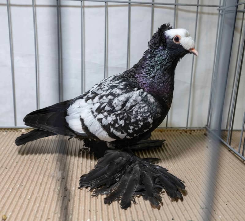 pigeons 10