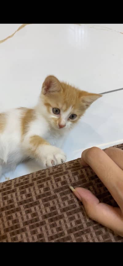 green eyes double coated persian kitten